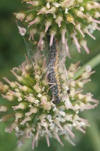 <i>Depressaria daucella</i>