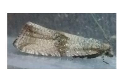 <i>Celypha striana</i>