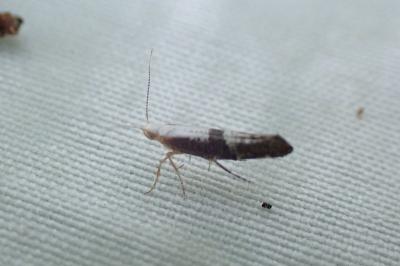 <i>Argyresthia spinosella</i>