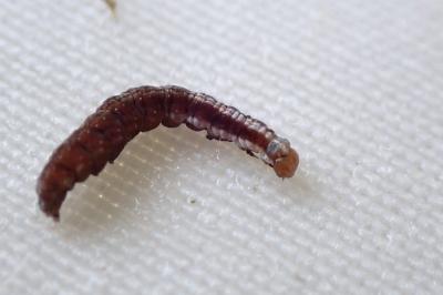 <i>Paraswammerdamia albicapitella</i>