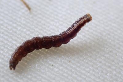 <i>Paraswammerdamia albicapitella</i>