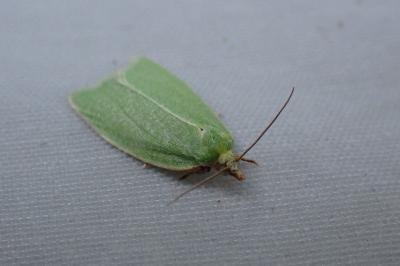<i>Tortrix viridana</i>