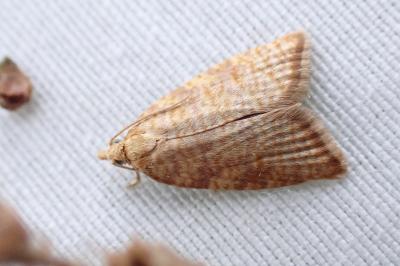 <i>Aleimma loeflingiana</i>