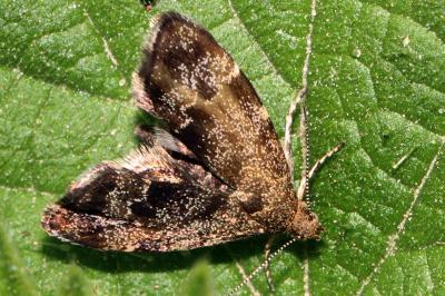 <i>Anthophila fabriciana</i>