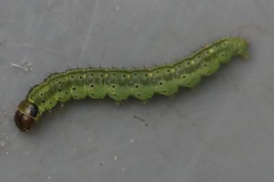 <i>Agonopterix ciliella</i>