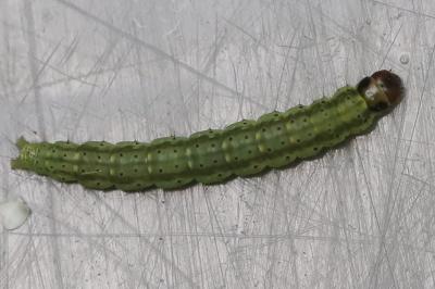 <i>Agonopterix ciliella</i>