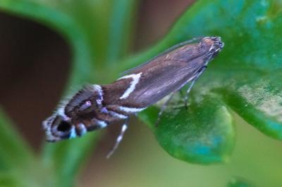 <i>Glyphipterix</i>