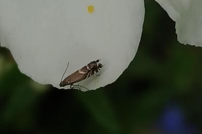 <i>Glyphipterix simpliciella</i>
