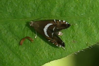 <i>Glyphipterix simpliciella</i>