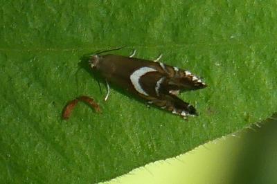 <i>Glyphipterix simpliciella</i>