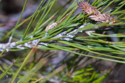 <i>Rhyacionia buoliana</i>