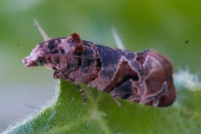 <i>Lobesia botrana</i>