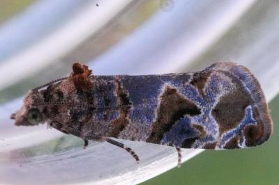 <i>Lobesia botrana</i>