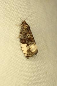 <i>Hedya pruniana</i>