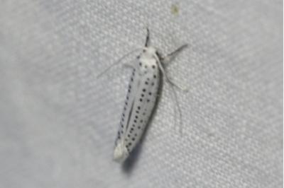 <i>Yponomeuta evonymella</i>