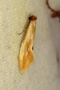 <i>Tinea semifulvella</i>