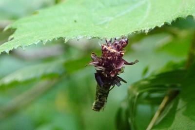 <i>Sterrhopterix fusca</i>
