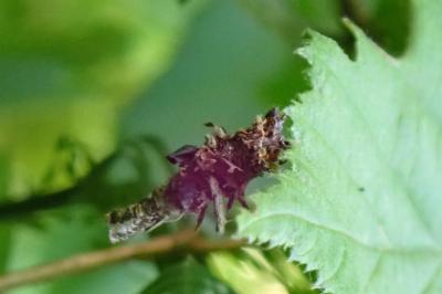 <i>Sterrhopterix fusca</i>