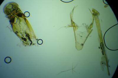 <i>Chionodes distinctella</i>