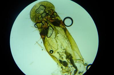 <i>Chionodes distinctella</i>