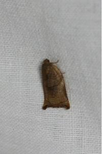 <i>Archips podana</i>