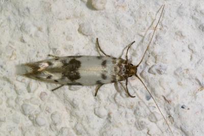 <i>Enolmis</i>