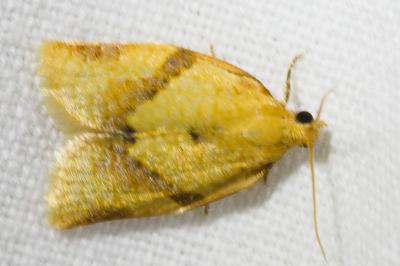 <i>Clepsis consimilana</i>
