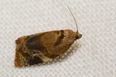 <i>Ditula angustiorana</i>