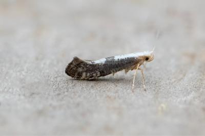<i>Argyresthia spinosella</i>