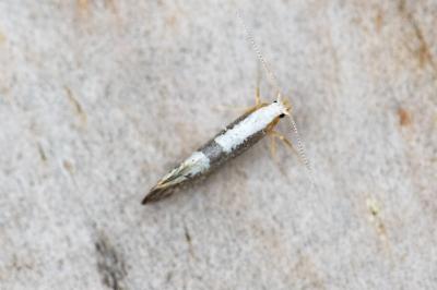 <i>Argyresthia spinosella</i>