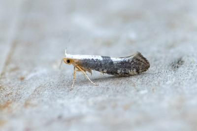 <i>Argyresthia spinosella</i>