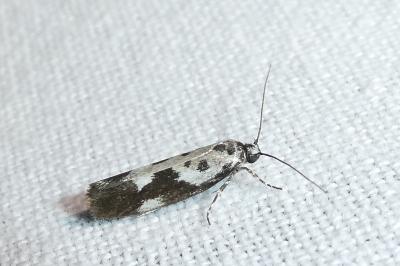 <i>Ethmia quadrillella</i>