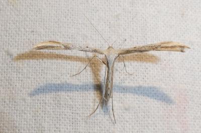<i>Emmelina monodactyla</i>