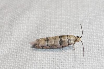 <i>Pseudococcyx tessulatana</i>