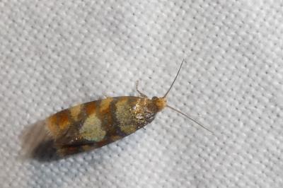 <i>Aethes tesserana</i>