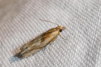 <i>Eucosma gr. cana</i>