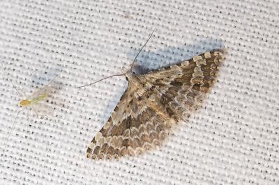<i>Alucita grammodactyla</i>