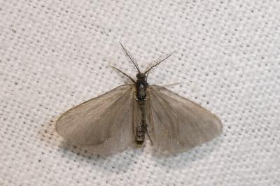 <i>Rebelia plumella surientella</i>