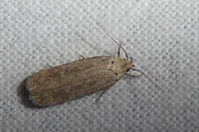 <i>Platyedra subcinerea</i>
