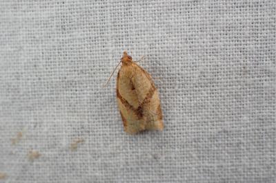 <i>Clepsis consimilana</i>