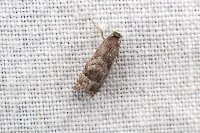 <i>Cydia interscindana</i>