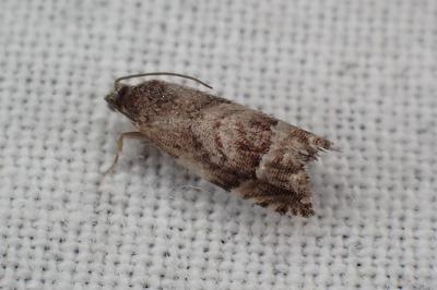 <i>Cydia interscindana</i>