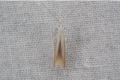 <i>Coleophora</i>