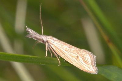 <i>Minetia</i>