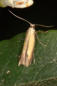 <i>Coptotriche marginea</i>