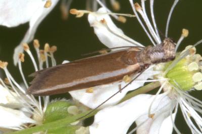 <i>Pleurota aristella</i>