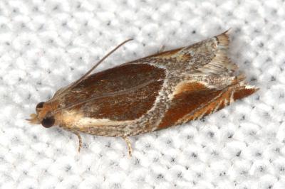 <i>Ancylis unculana</i>