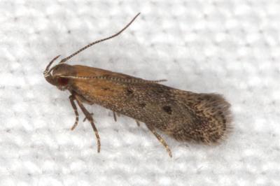 <i>Stomopteryx</i>