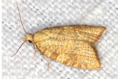 <i>Aleimma loeflingiana</i>