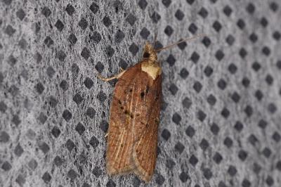 <i>Acleris hastiana</i>